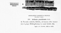 Arthonia punctiformis image